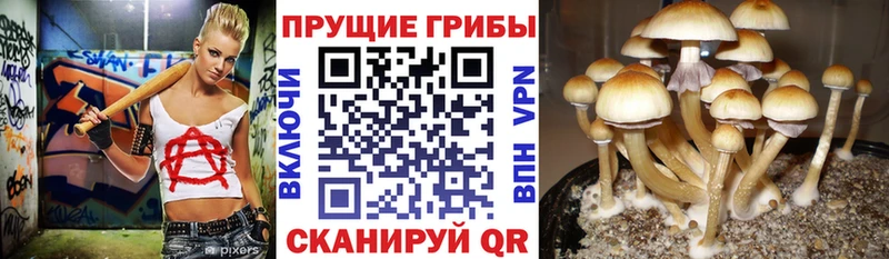 Псилоцибиновые грибы Cubensis Александров